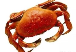 嘉兴蟹居爆料事件视频最新,揭开背后惊人真相，网友热议不断